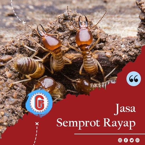 Jasa Semprot Rayap Jakarta